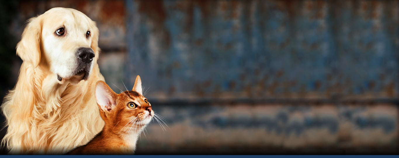 Pet Insurance Coverage for your Dog and Cat from MVR Insurance Agency